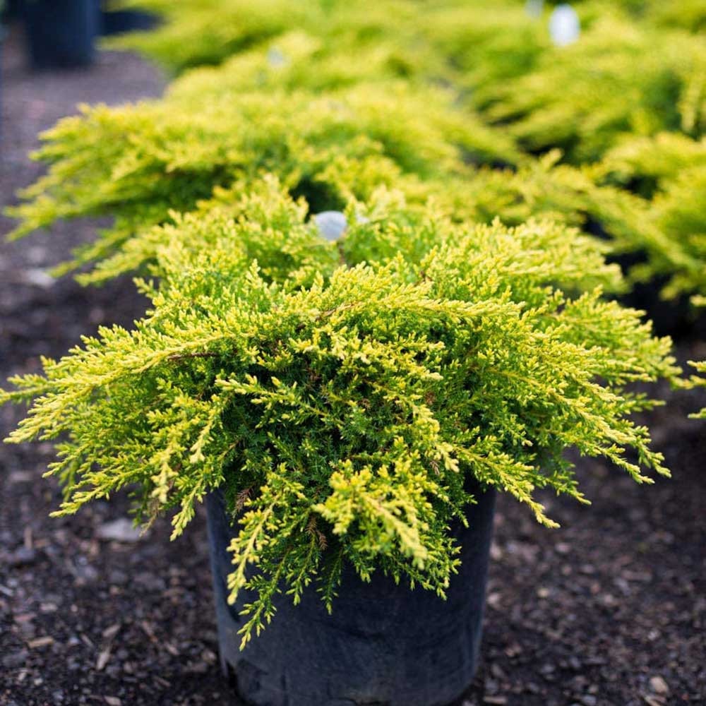 Juniperus horizontalis Gold Coast