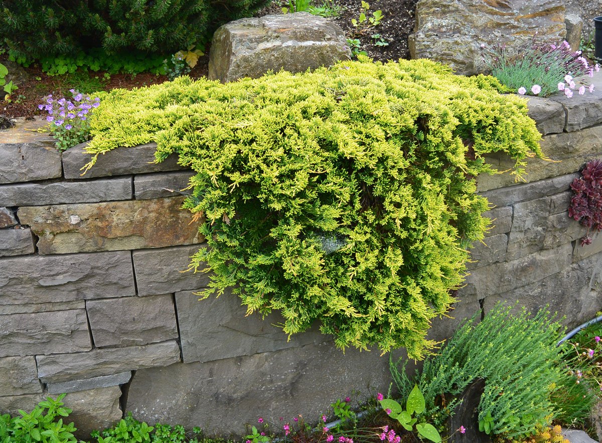 Juniperus horizontalis Golden Carpet