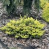 juniperus-golden-carpet Juniperus horizontalis Golden Carpet