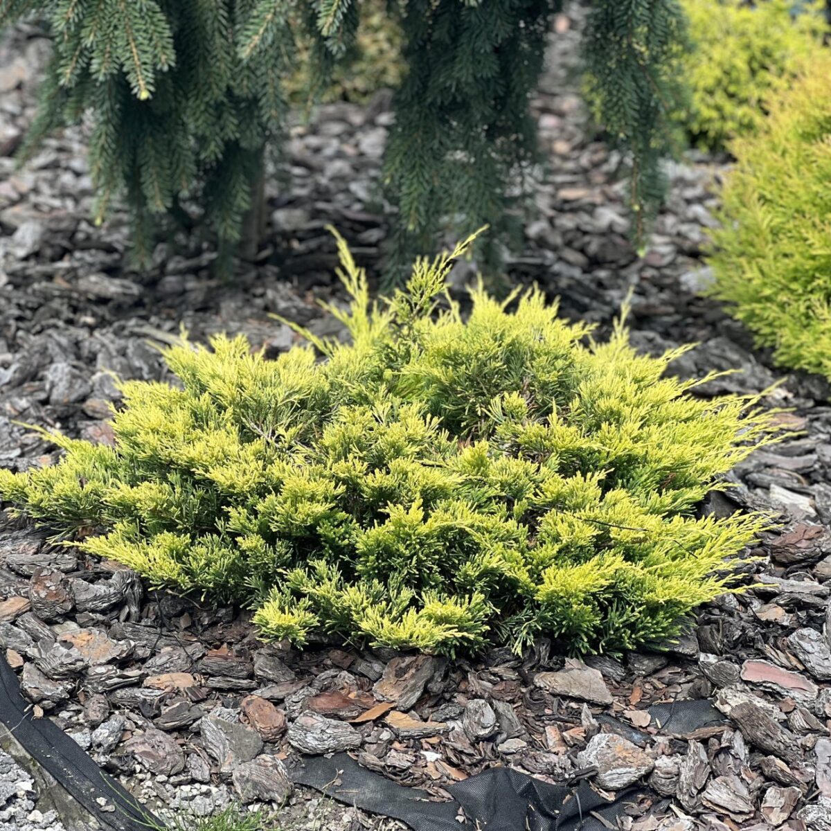 Juniperus horizontalis Golden Carpet