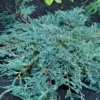 Juniperus horizontalis Ice Blue