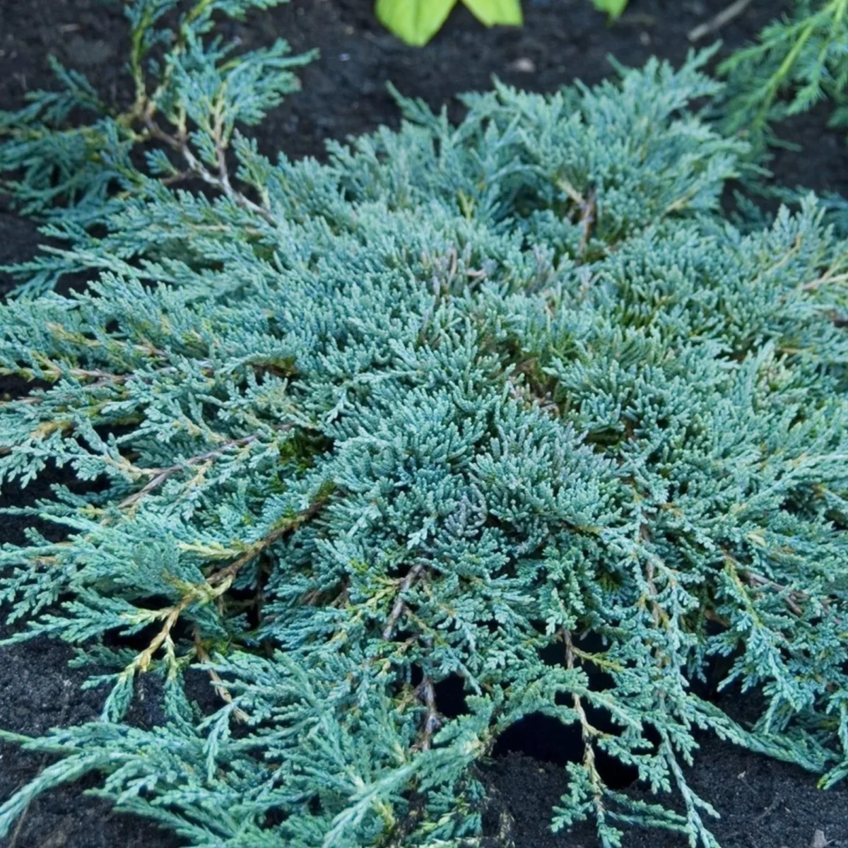 Juniperus horizontalis Ice Blue