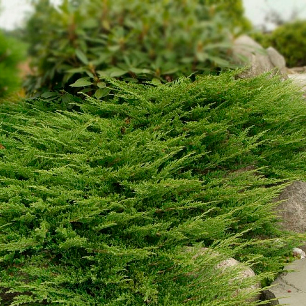 Juniperus horizontalis Prince of Wales
