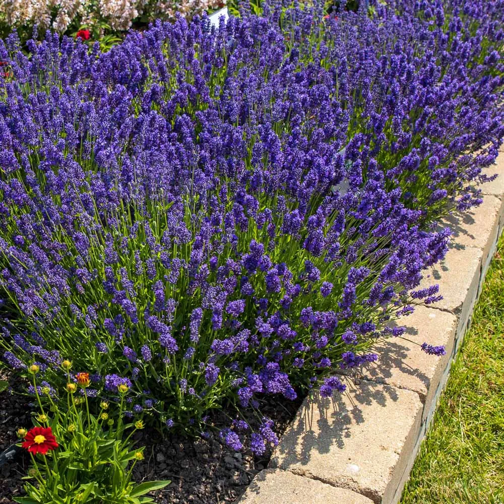 Lavandula Blue Scent