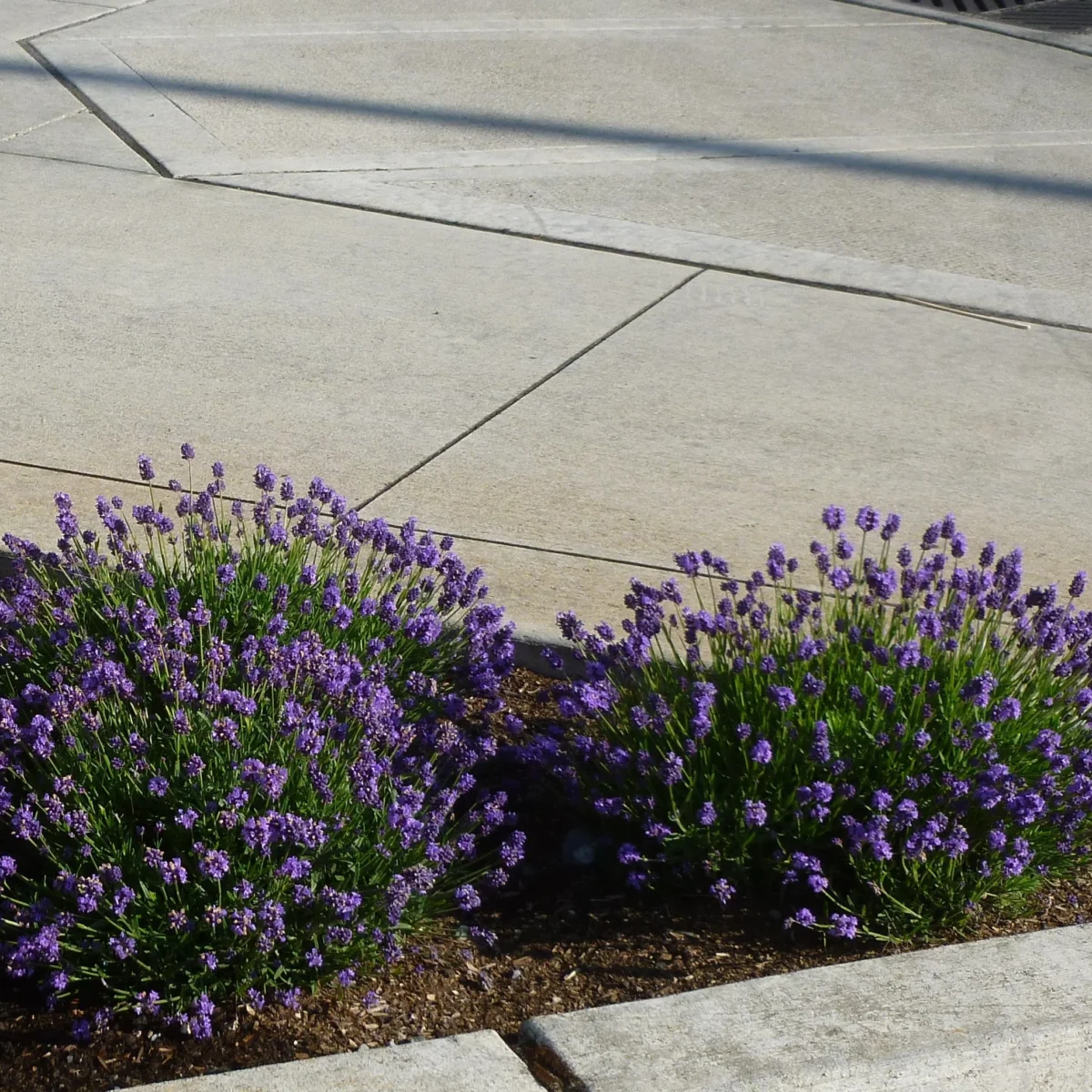 Lavandula Thumbelina Leigh