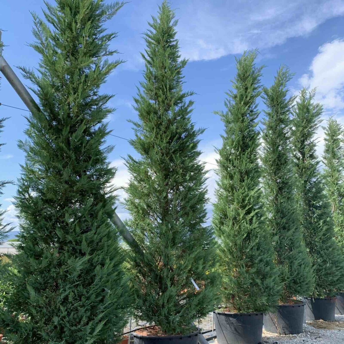 leylandii-piramidalis Cupressocyparis Leylandii Pyramidalis