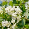 Ligustrum vulgare