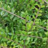 Lonicera Moss Green