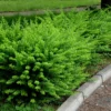 Lonicera Moss Green