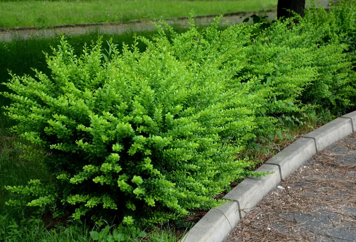 lonicera-moss-green Lonicera Moss Green