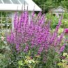 lythrum-dropmore-01 Lythrum virgatum Dropmore Purple
