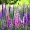 lythrum-dropmore Lythrum virgatum Dropmore Purple