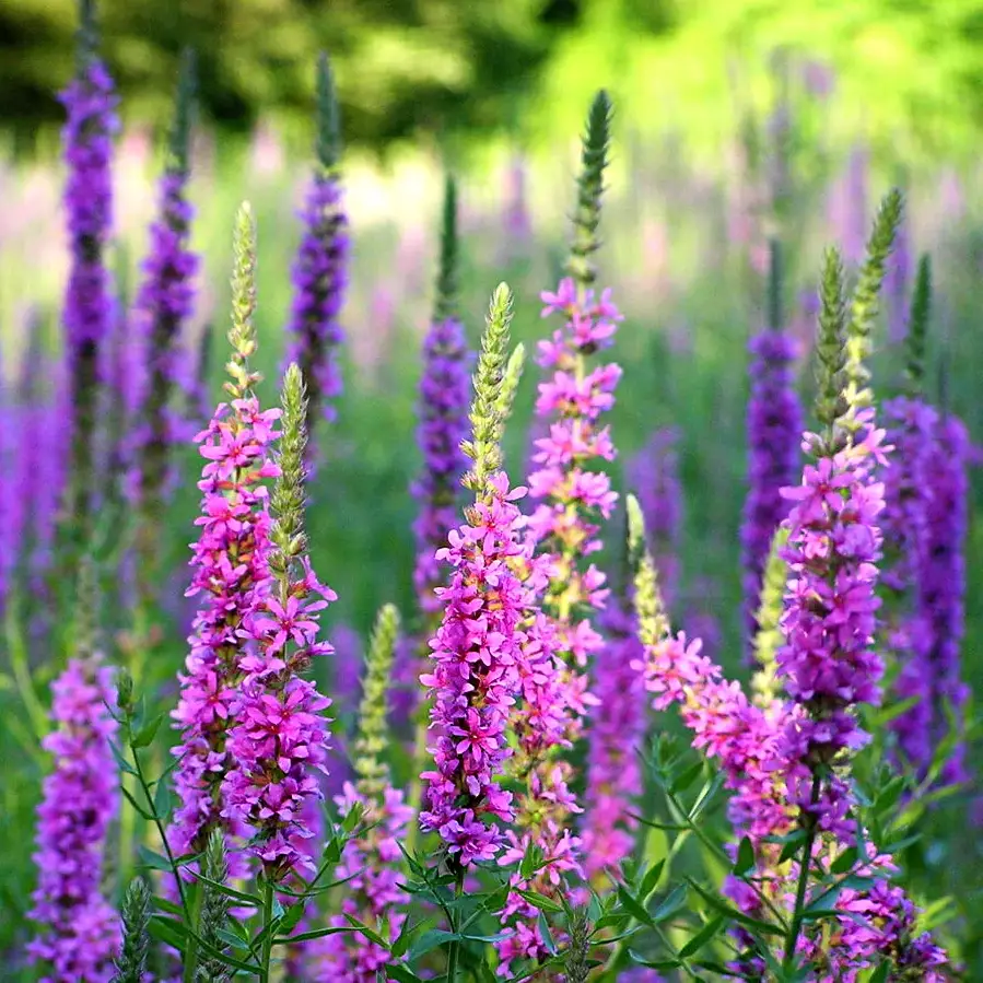 lythrum-dropmore Lythrum virgatum Dropmore Purple