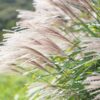 Miscanthus Graziella