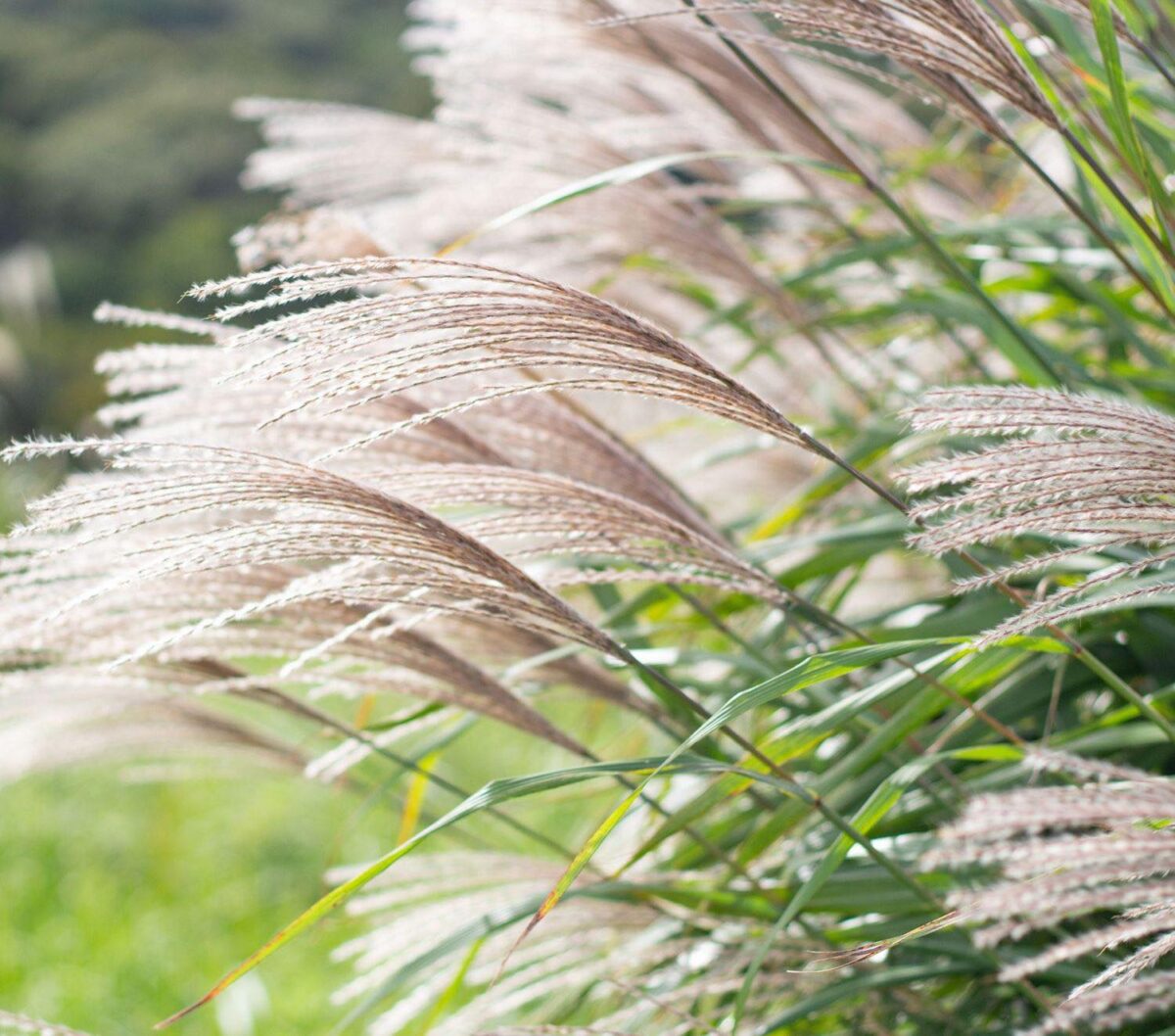 Miscanthus Graziella