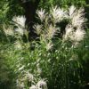 Miscanthus Graziella