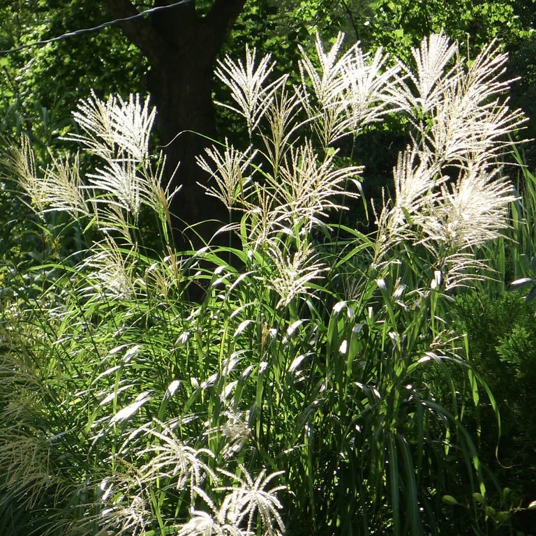 Miscanthus Graziella