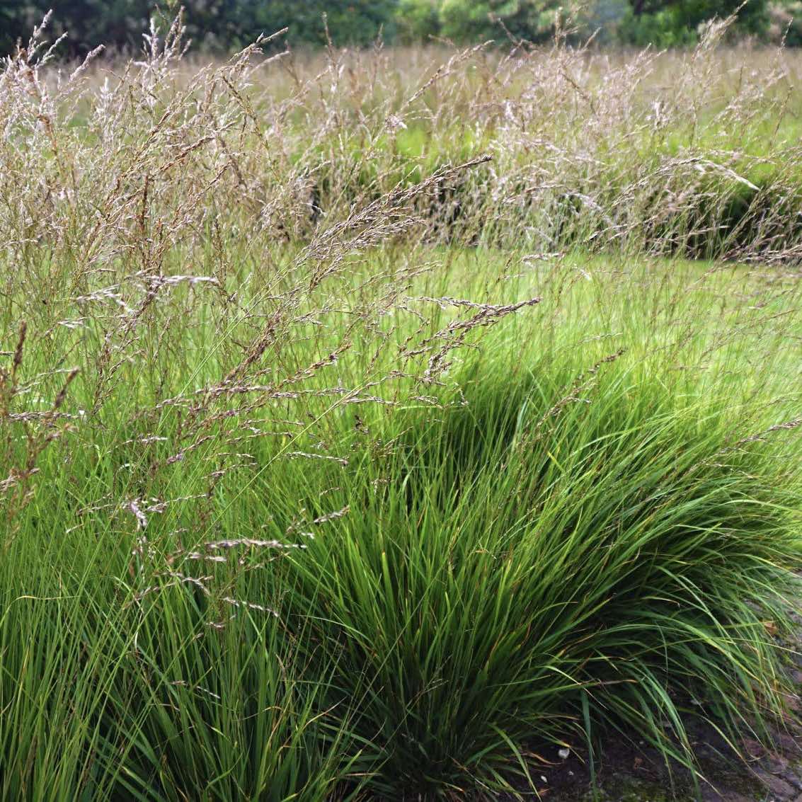 molinia-fontane Molinia Fontane