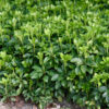 pachysandra-green-carpet-01 Pachysandra Green Carpet