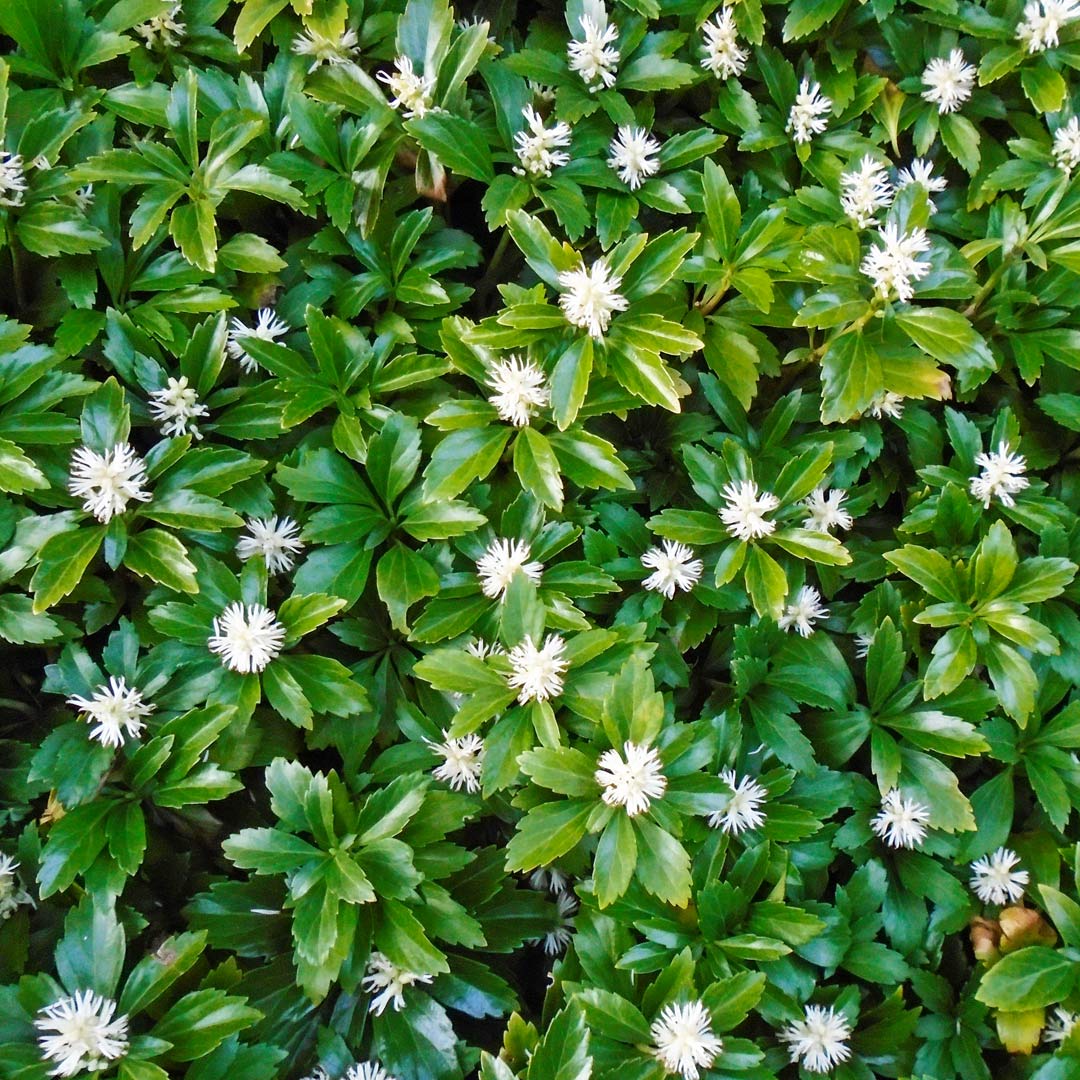 pachysandra-green-carpet Pachysandra Green Carpet