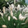 pennisetum-cassian Pennisetum Cassian