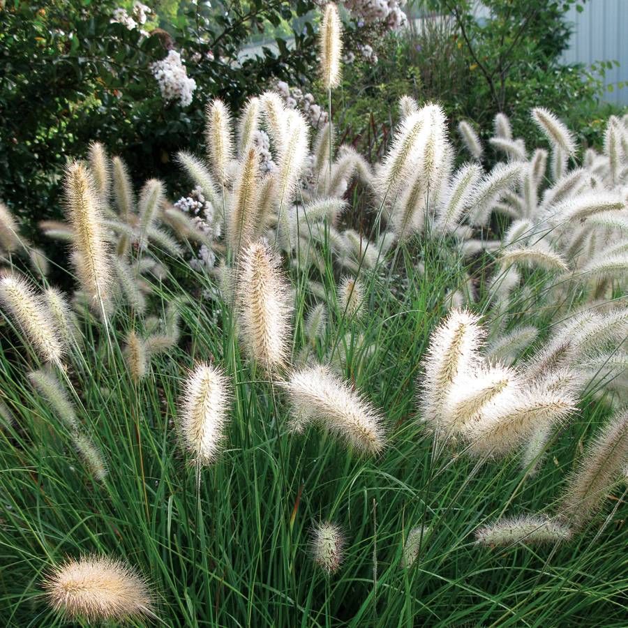 Pennisetum Cassian