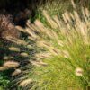 pennisetum-gelbstiel-01 Pennisetum Gelbstiel