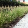 pennisetum-hameln-01 Pennisetum Hameln