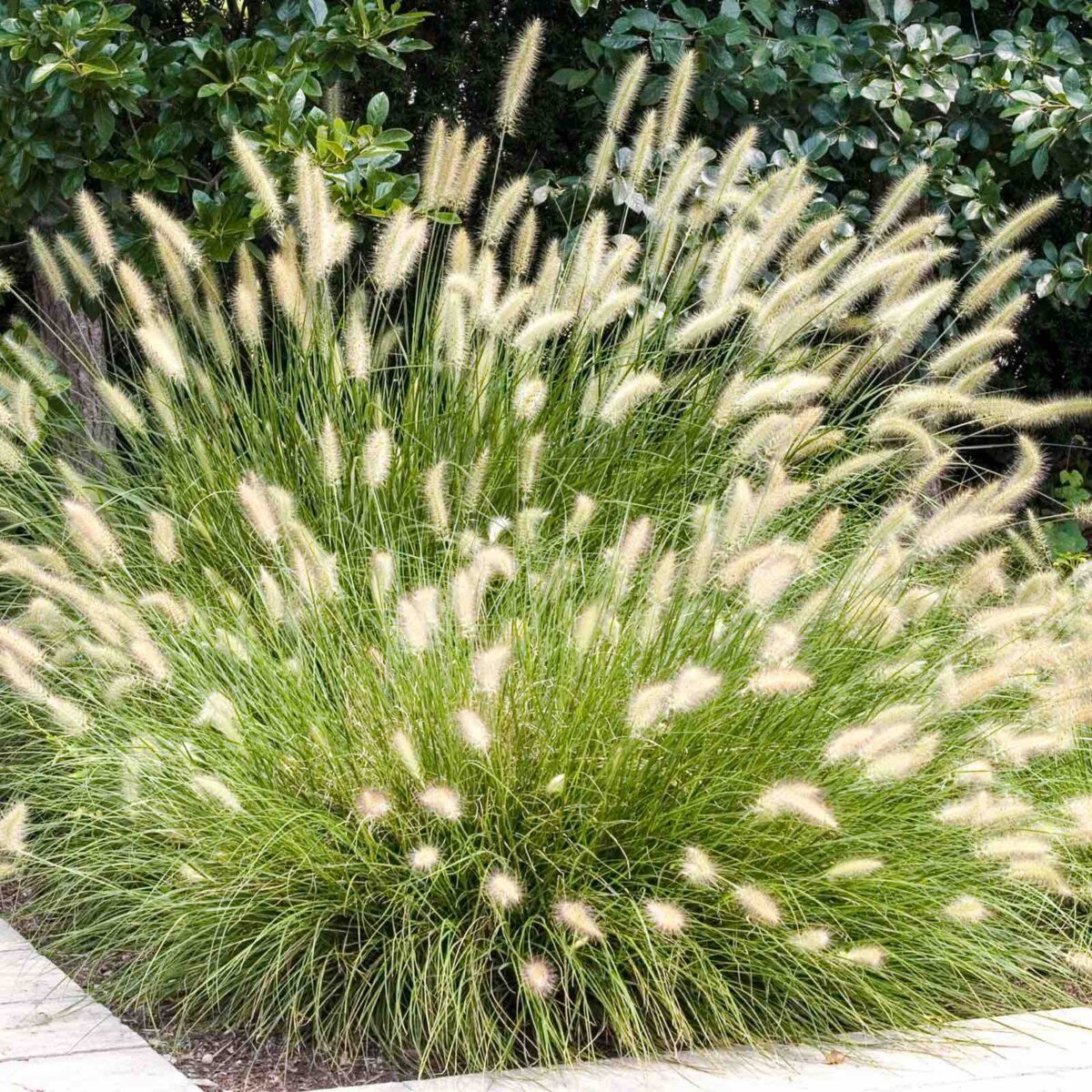 Pennisetum Hameln