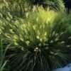 Pennisetum Little Bunny