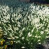 Pennisetum Little Bunny