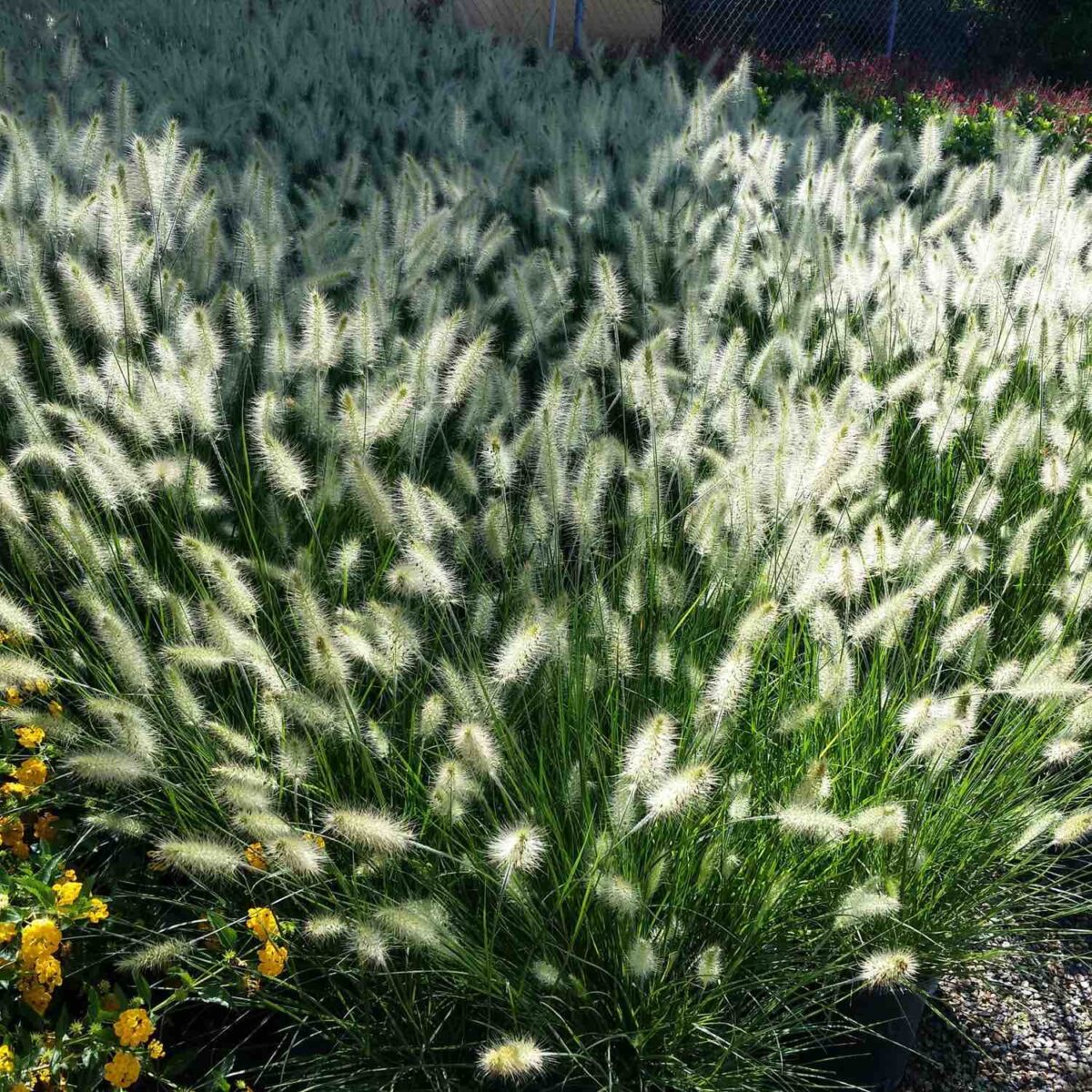 Pennisetum Little Bunny