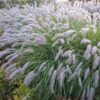 Pennisetum Reborn