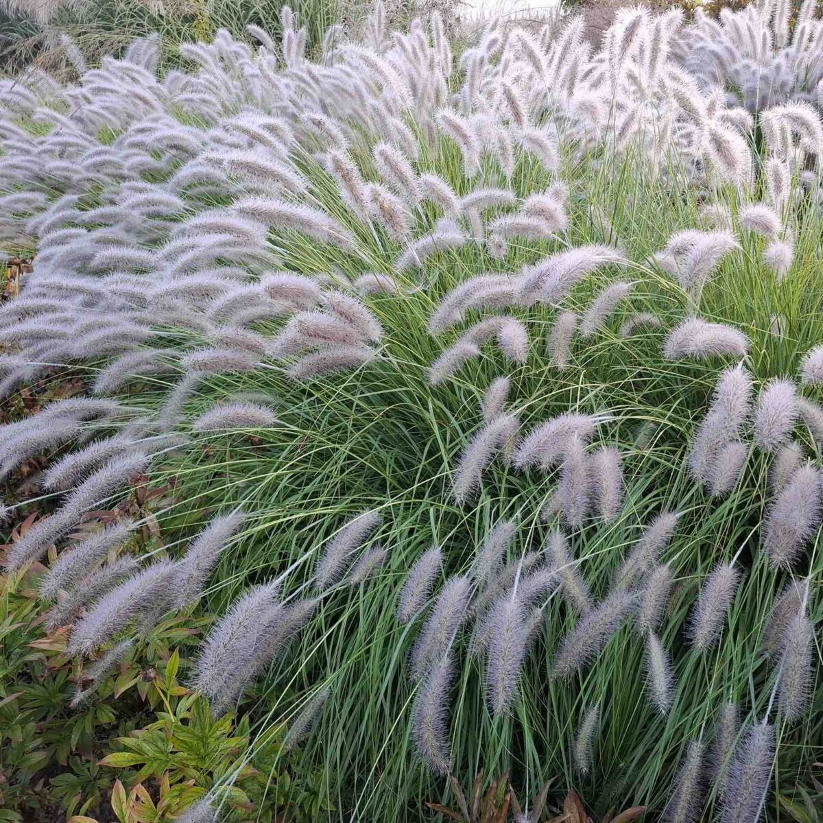 pennisetum-reborn Pennisetum Reborn