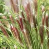 Pennisetum Red Head