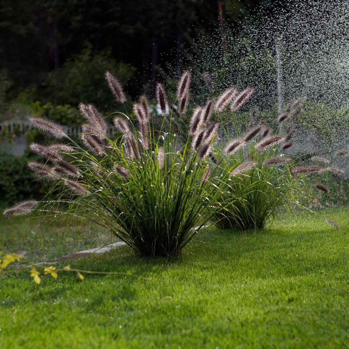 pennisetum-red-head Pennisetum Red Head