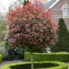 photinia-red-robin-fusto Photinia Red Robin pe picior