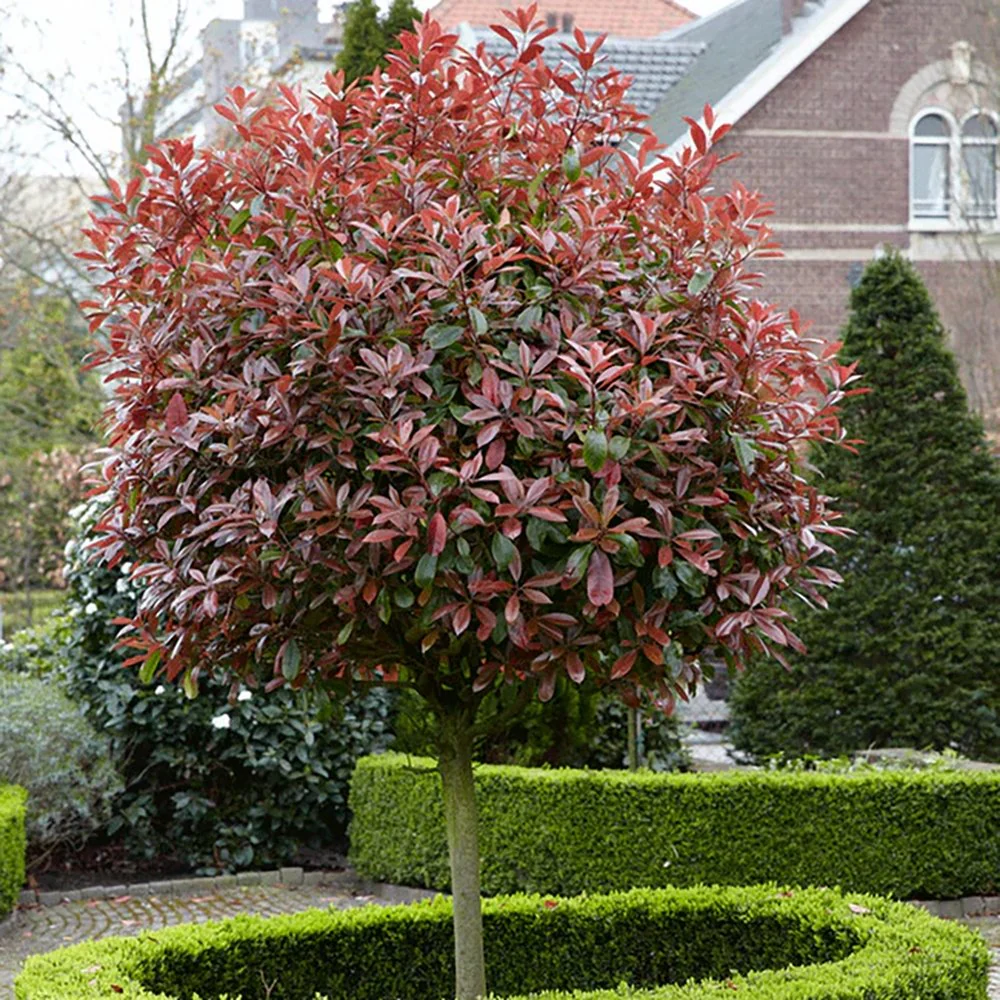 photinia-red-robin-fusto Photinia Red Robin pe picior