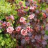 Physocarpus Little Joker