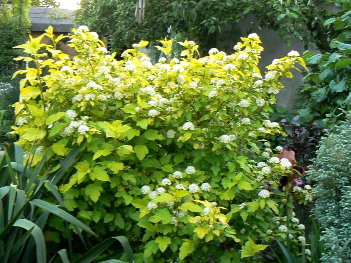 physocarpus-luteus Physocarpus Luteus