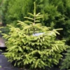 Picea Aureospicata