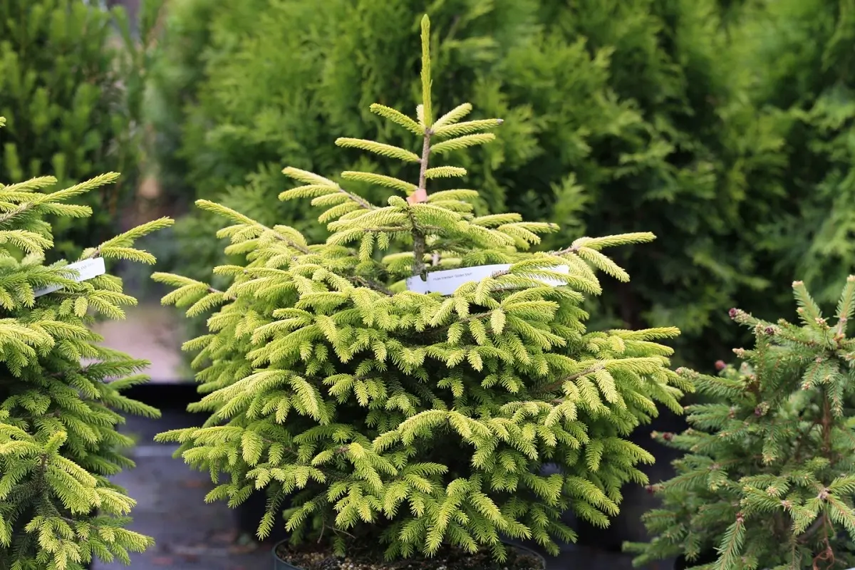 Picea Aureospicata