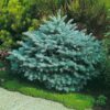 picea-glauca-globosa Picea Glauca Globosa
