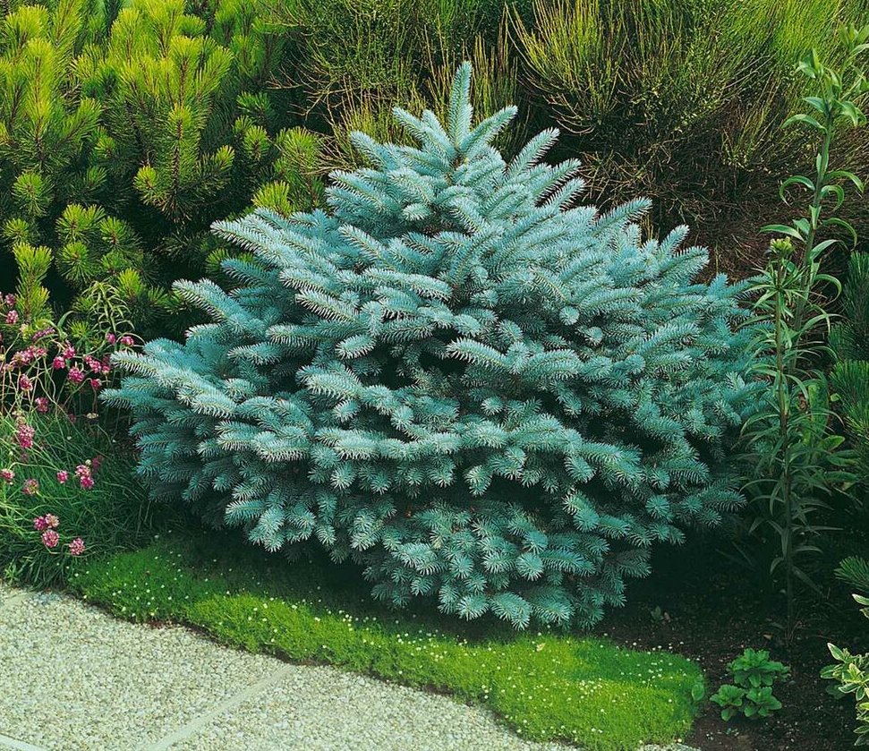 Picea Glauca Globosa