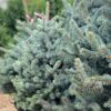 Picea Kaibab