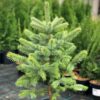 picea-pungens-glauca Picea pungens Glauca
