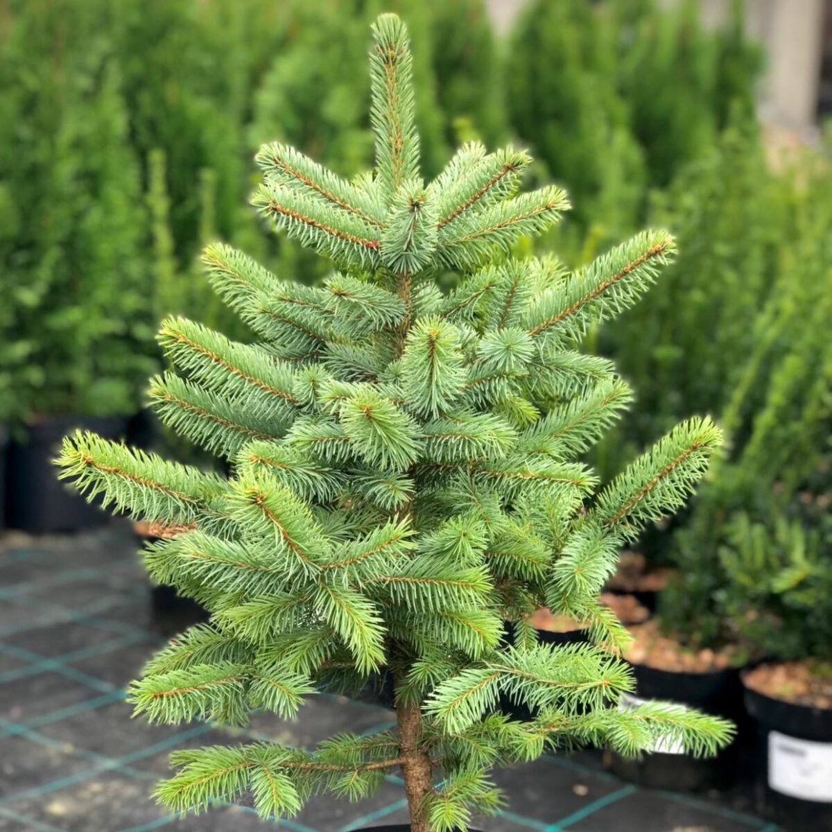 Picea pungens Glauca