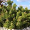 pinus-benjamin Pinus Benjamin