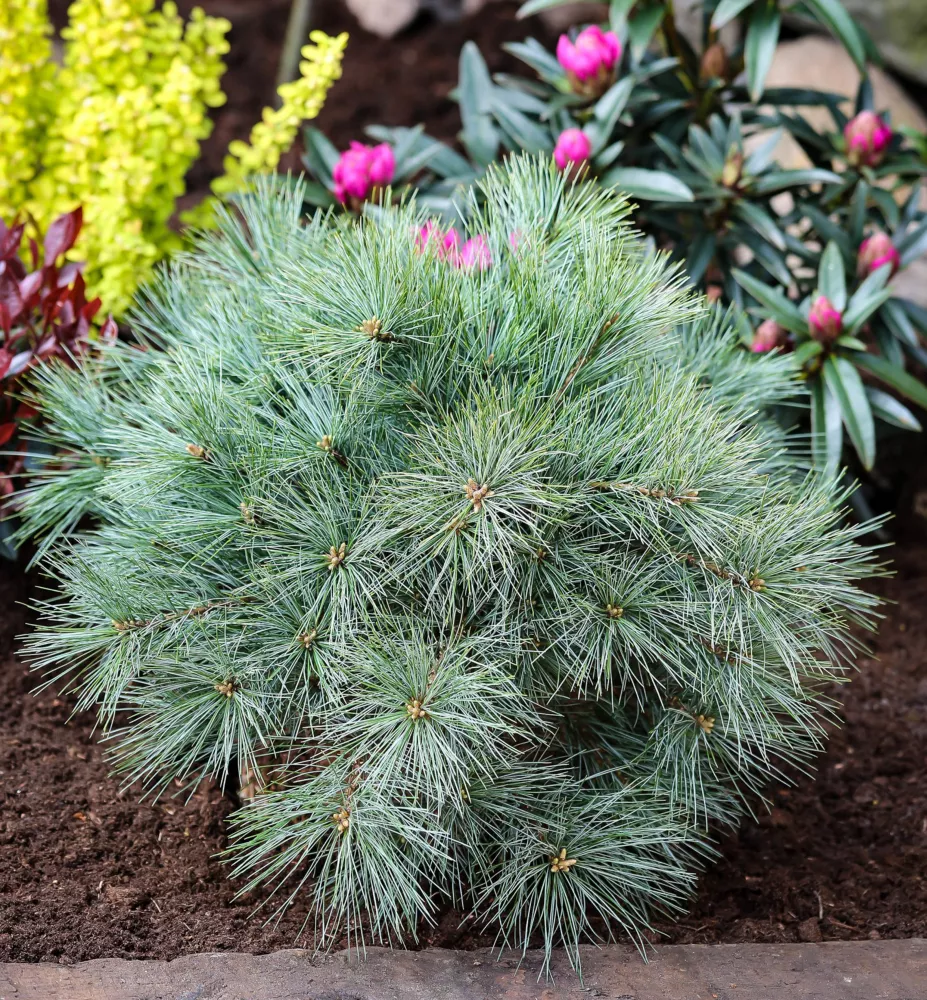 Pinus Blue Shag