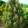 Pinus Compact Gem